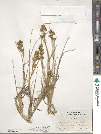 Scheuchzeria palustris image