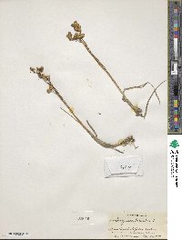 Scheuchzeria palustris image