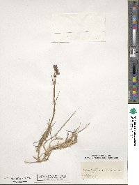 Scheuchzeria palustris image