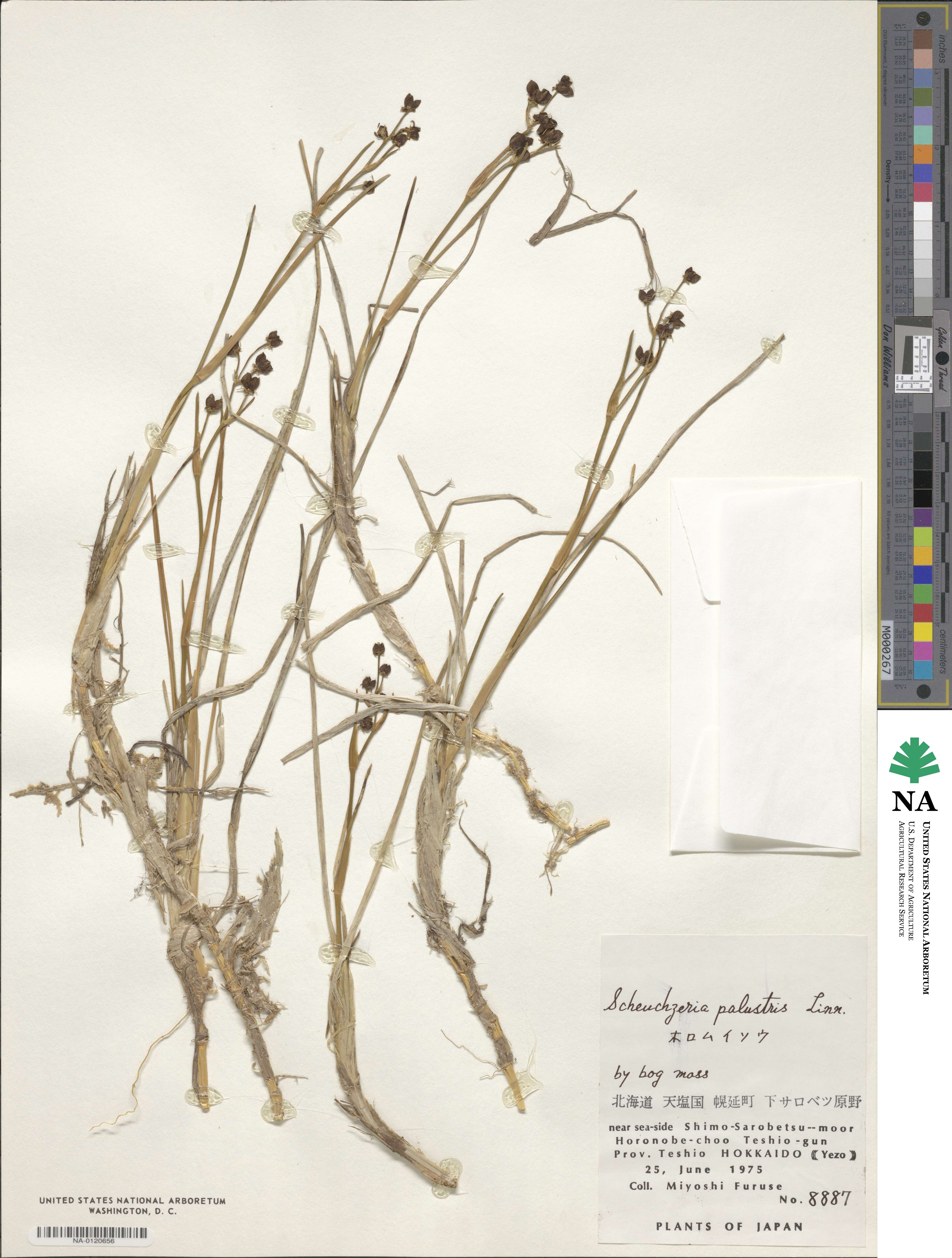 Scheuchzeria palustris image