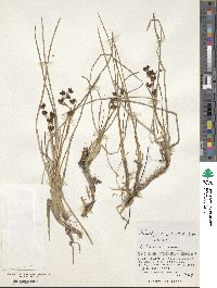 Scheuchzeria palustris image