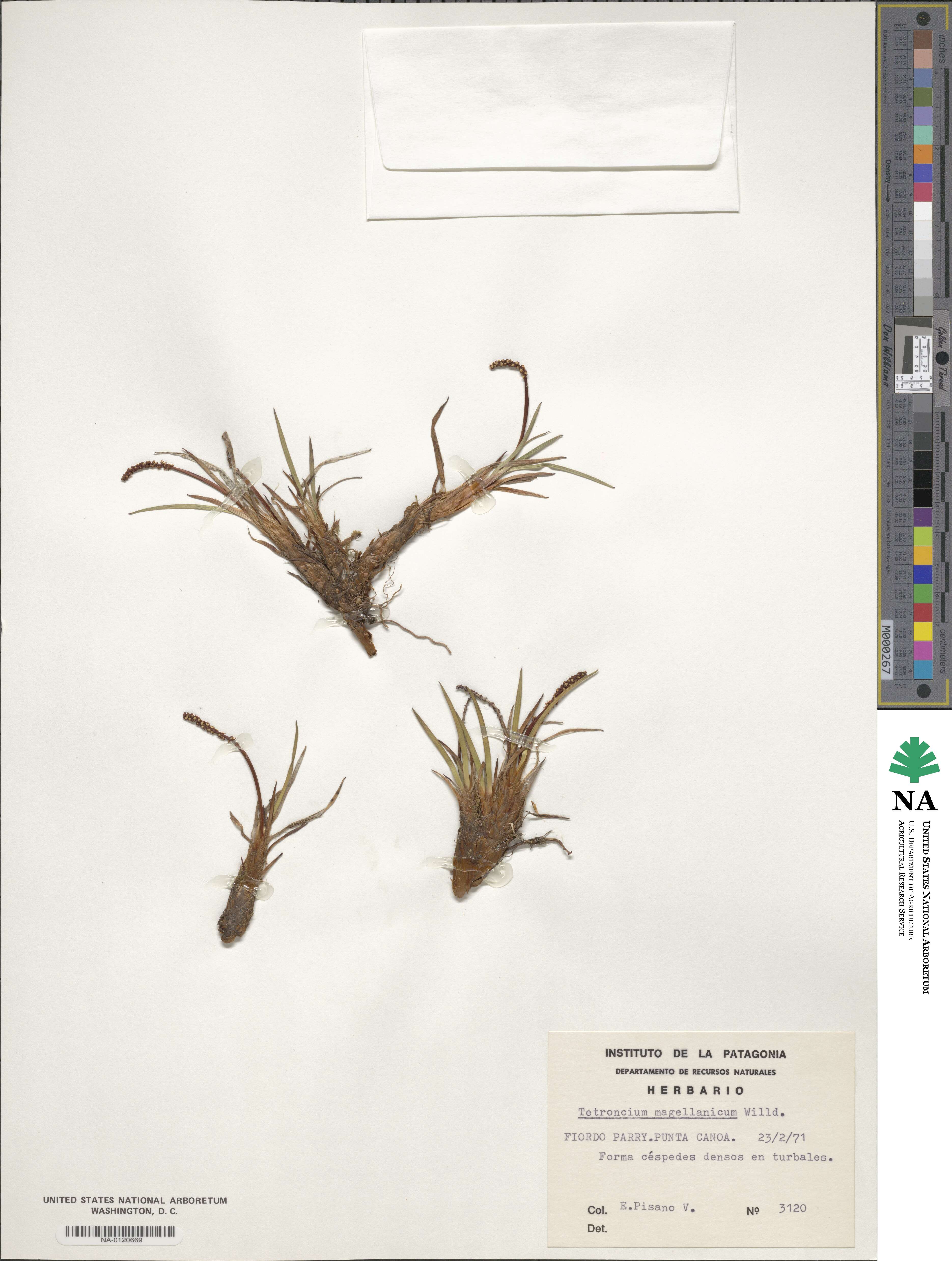 Tetroncium image