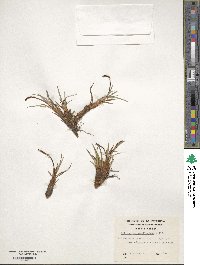 Tetroncium magellanicum image