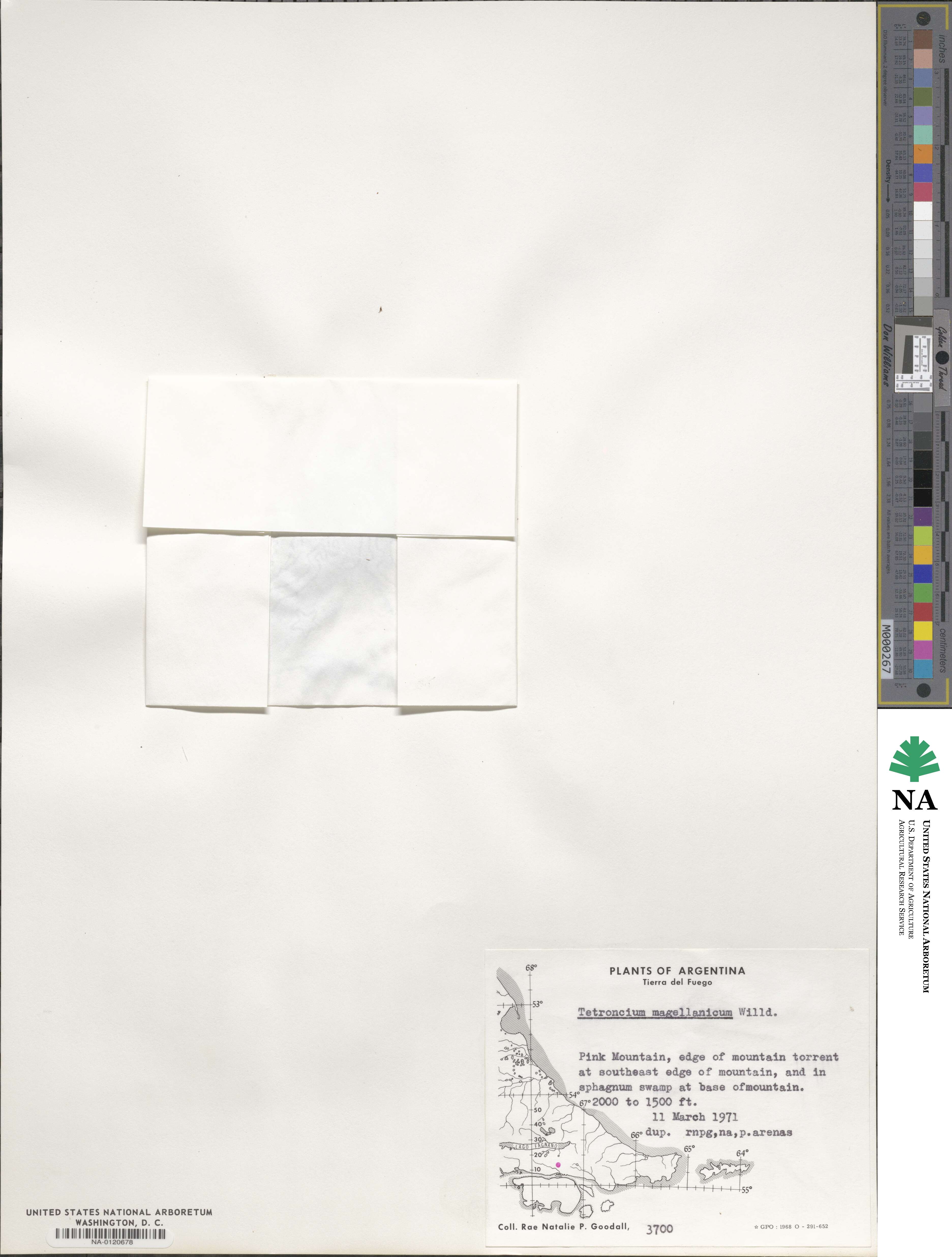 Tetroncium magellanicum image