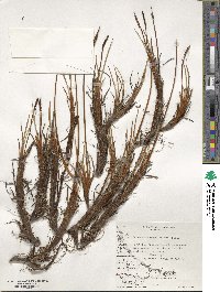 Tetroncium magellanicum image