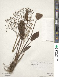 Alisma plantago-aquatica image