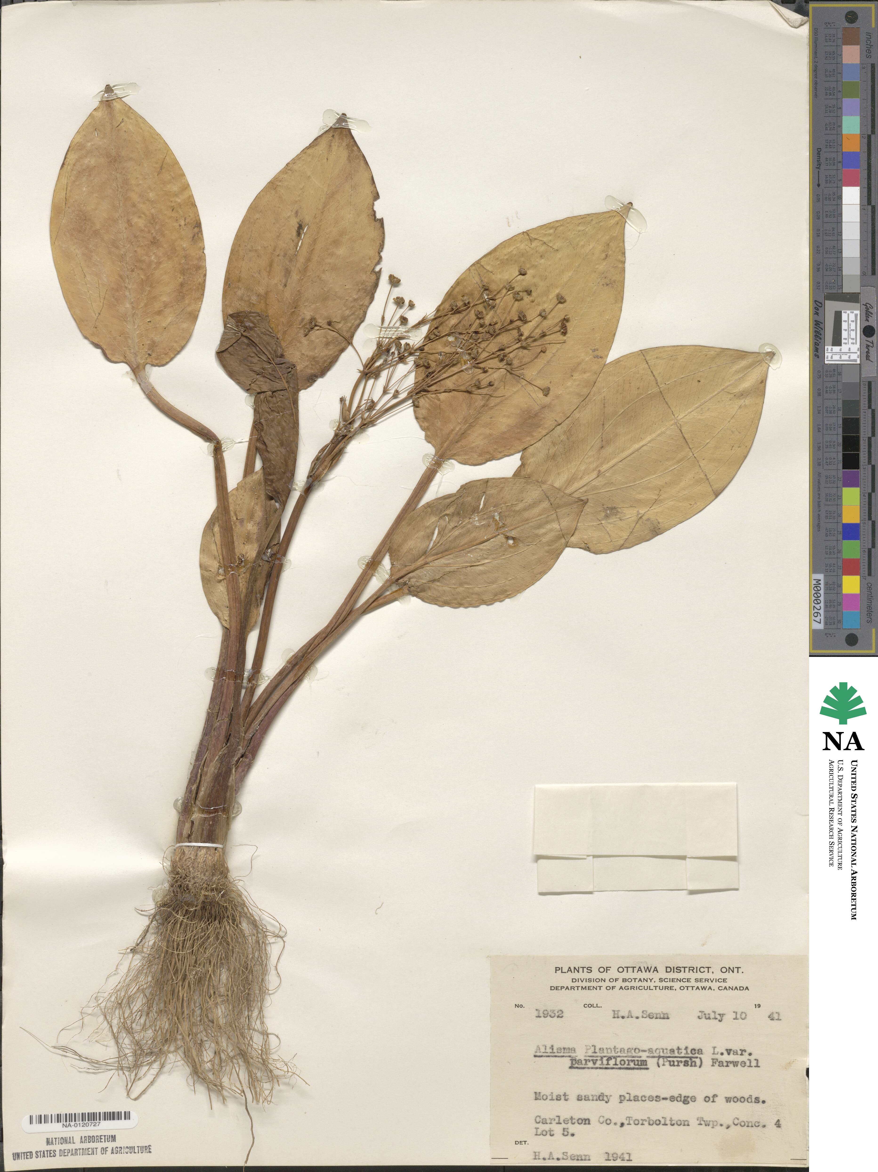 Alisma plantago-aquatica image