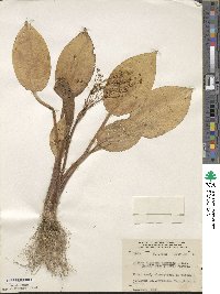 Alisma plantago-aquatica image