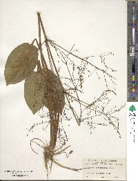 Alisma subcordatum image