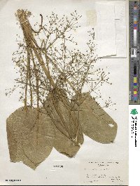 Alisma subcordatum image