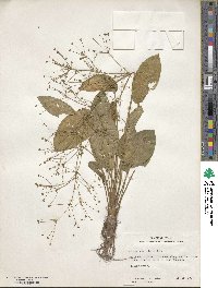 Alisma subcordatum image