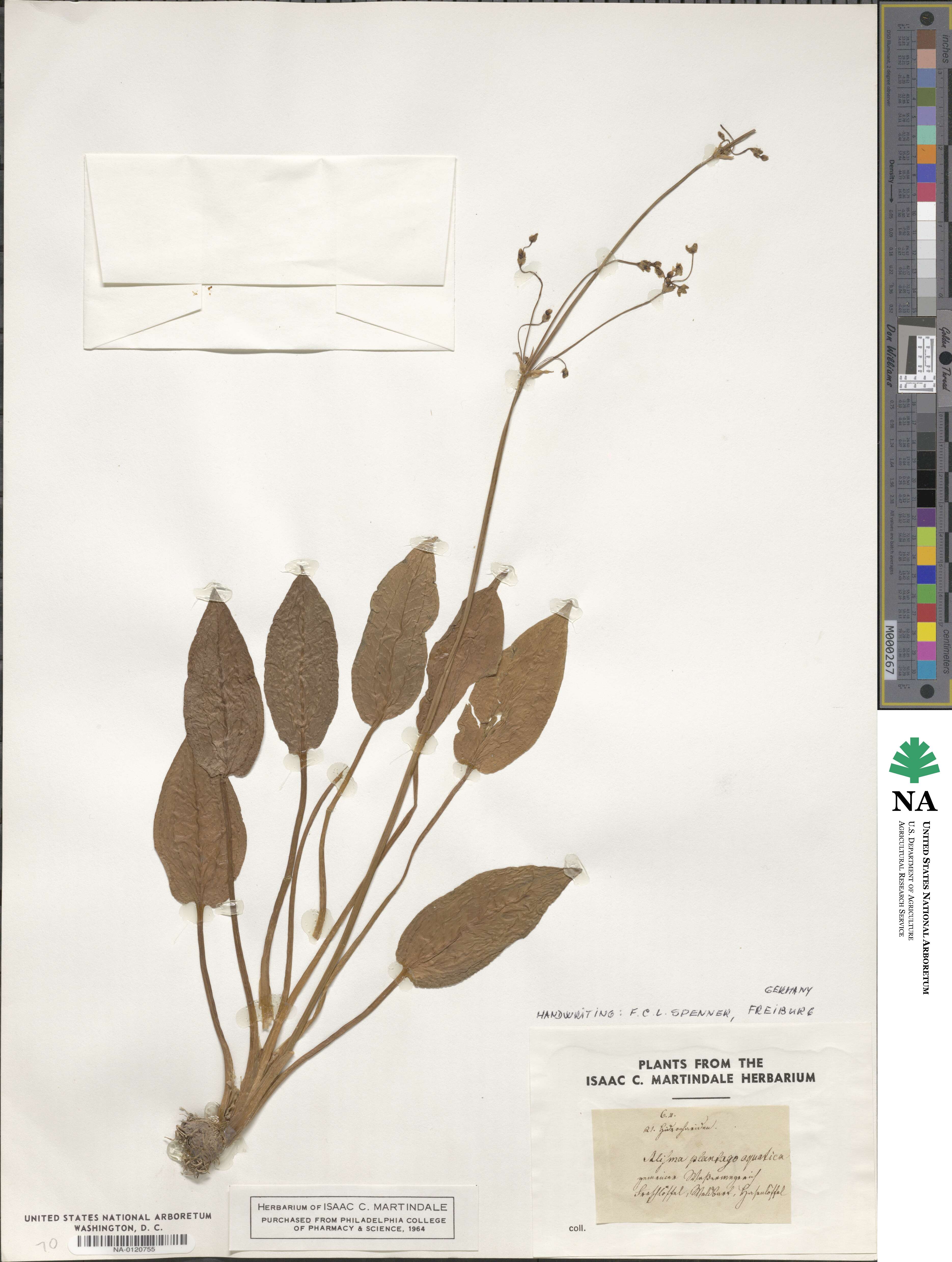 Alisma plantago-aquatica image