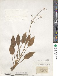 Alisma plantago-aquatica image