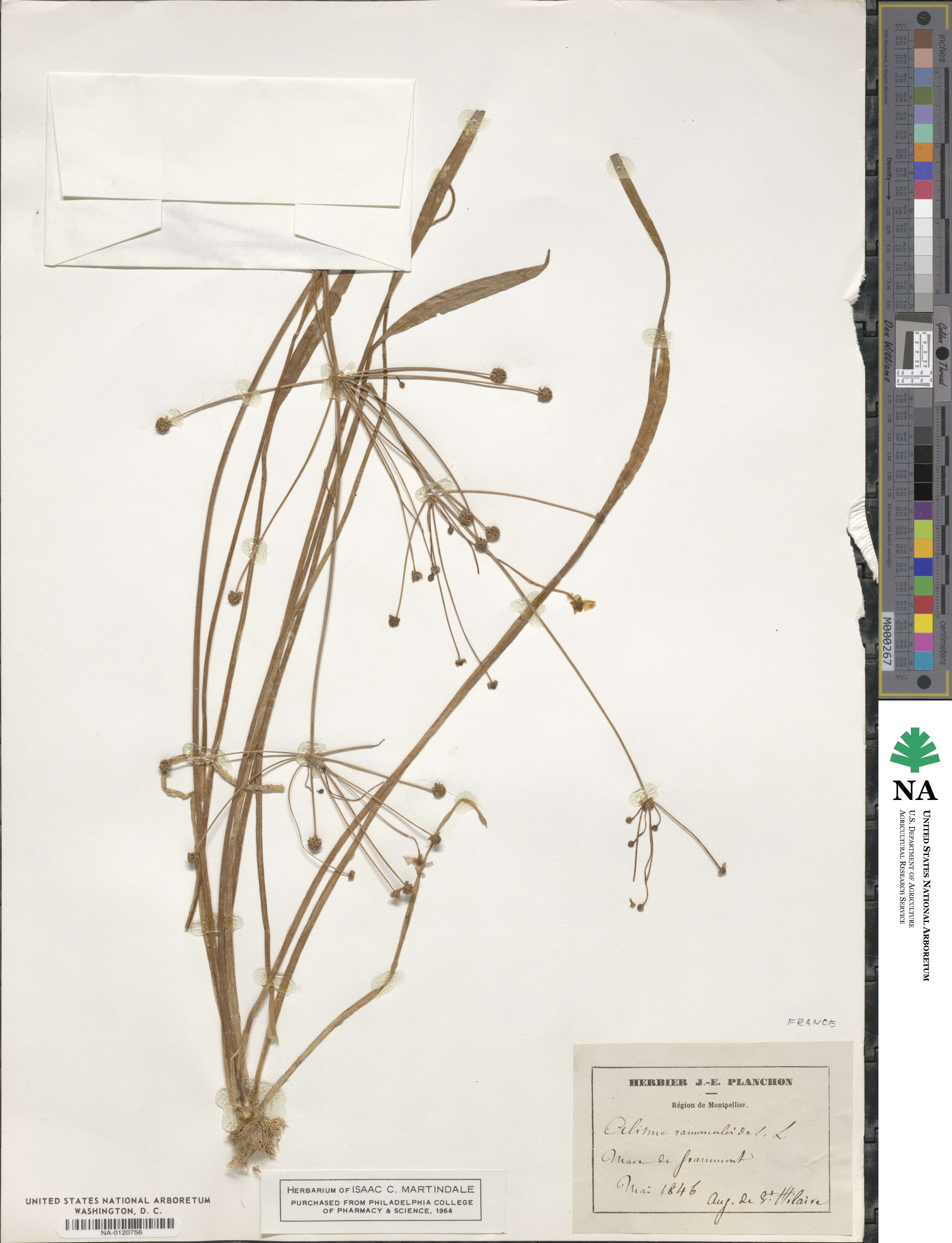 Baldellia ranunculoides image