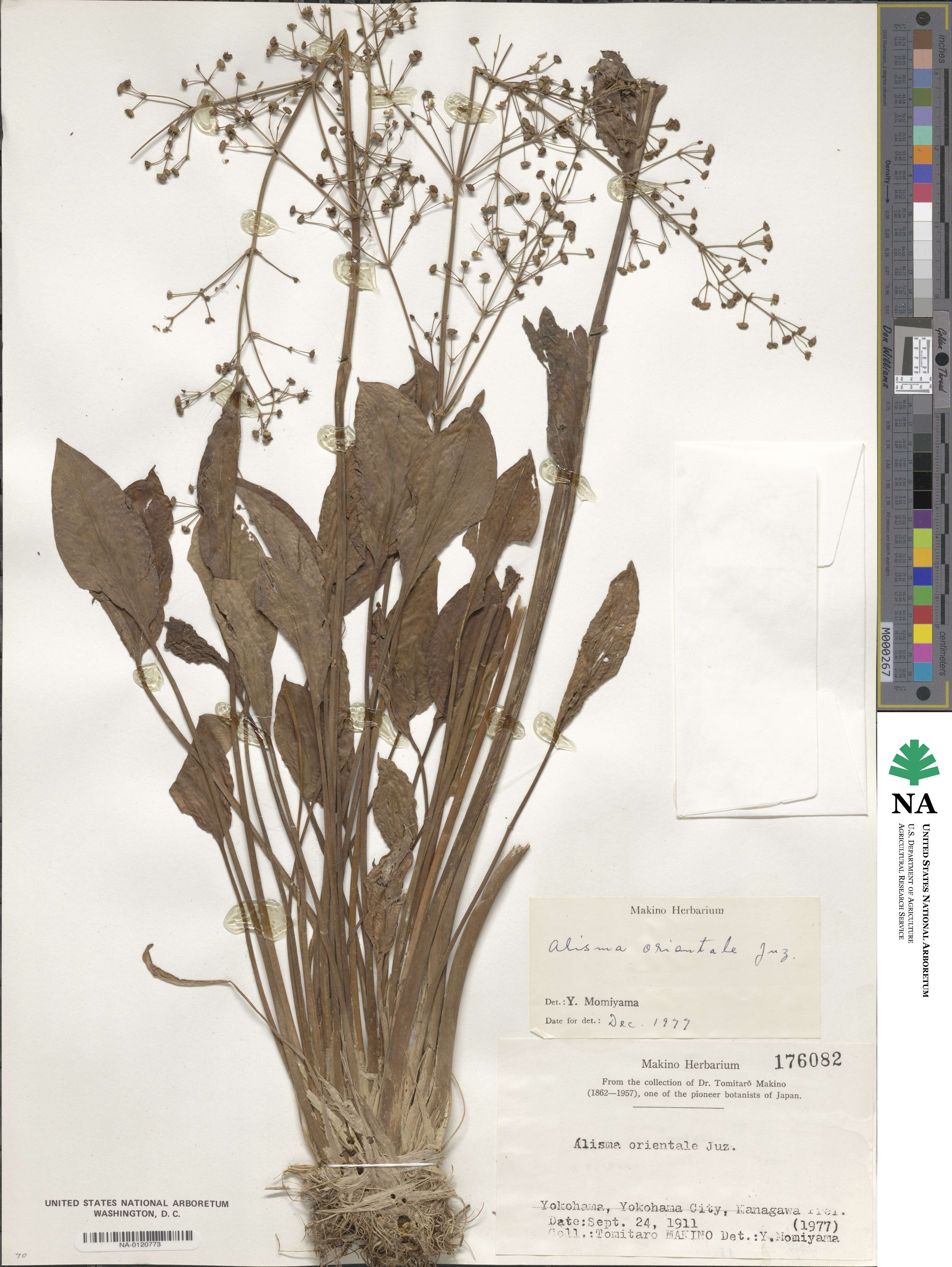 Alisma plantago-aquatica subsp. orientale image