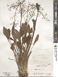 Alisma plantago-aquatica image