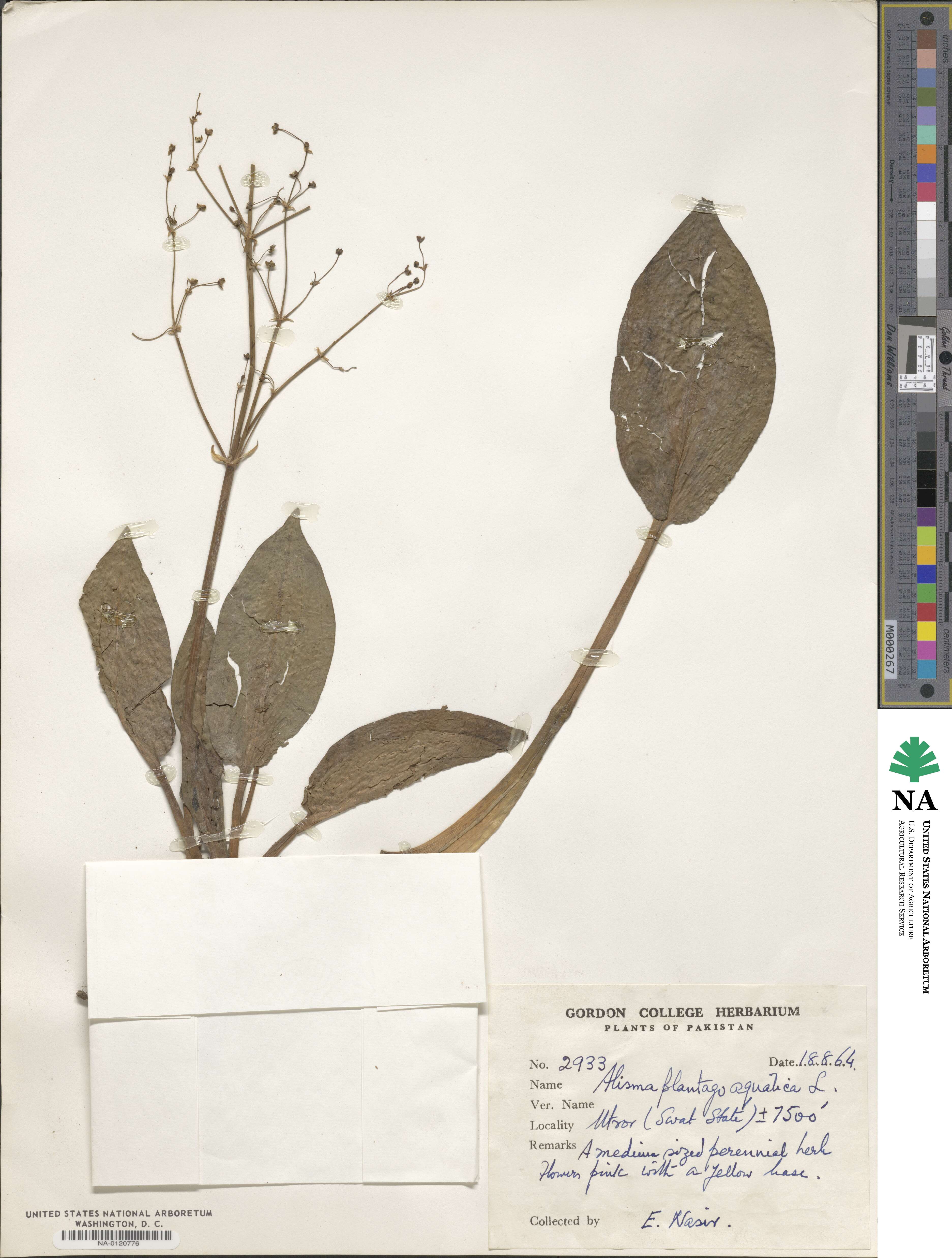 Alisma plantago-aquatica image