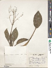 Alisma plantago-aquatica image