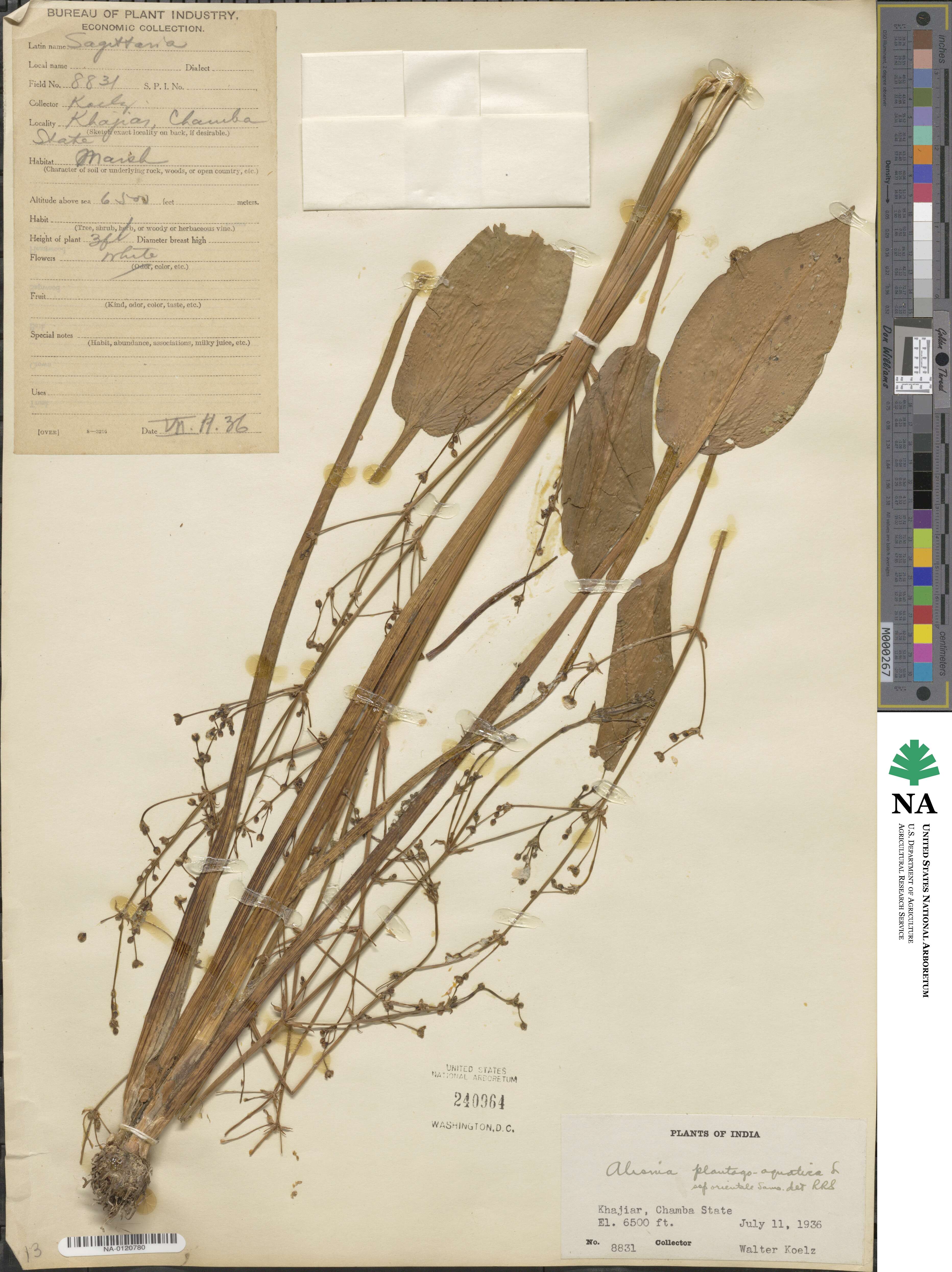 Alisma plantago-aquatica subsp. orientale image