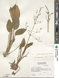 Alisma plantago-aquatica image