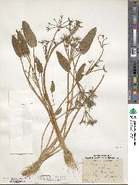 Image of Damasonium alisma