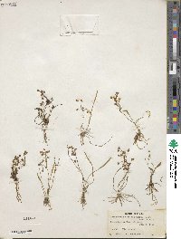 Helanthium tenellum image