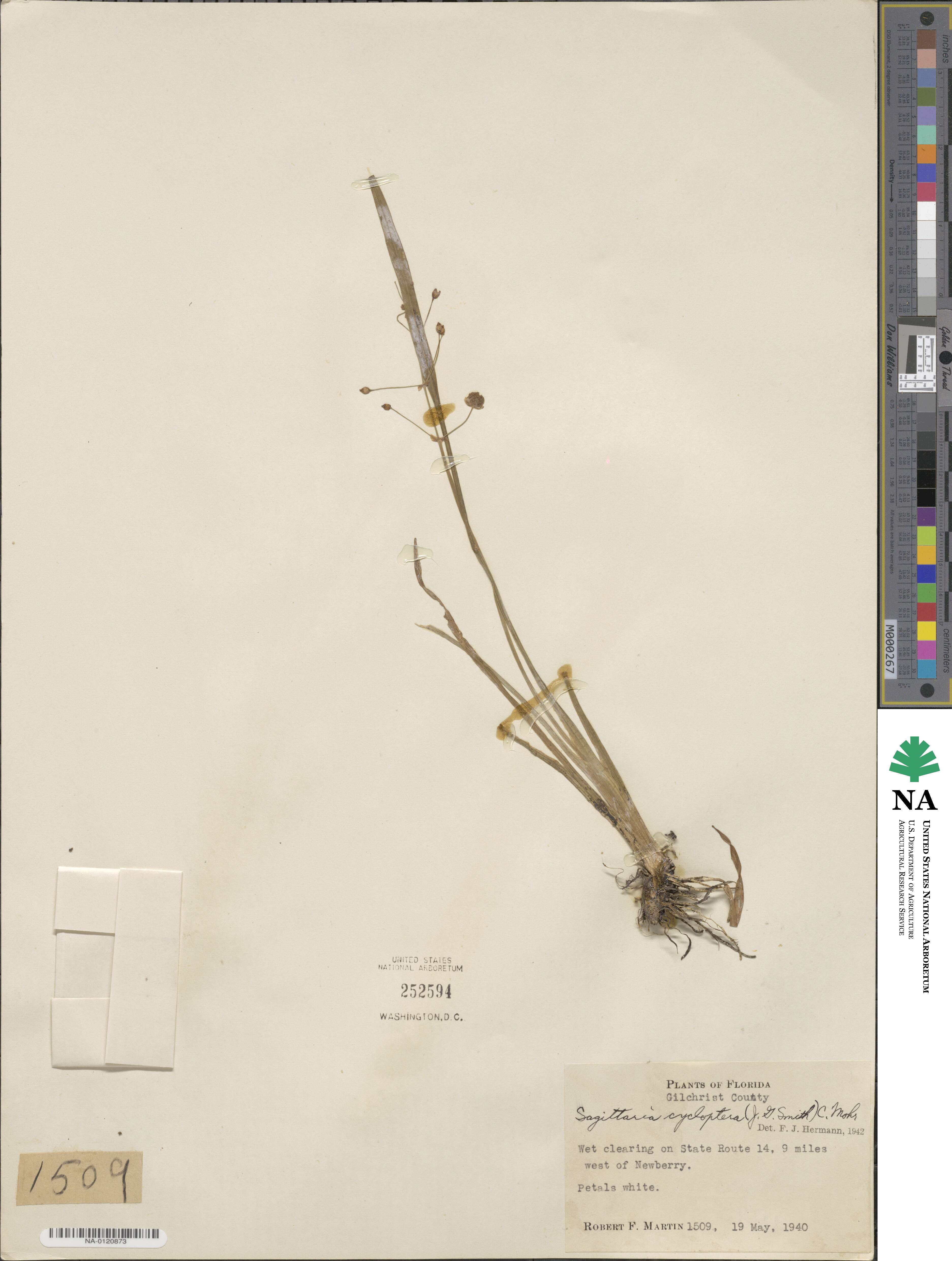 Sagittaria graminea subsp. graminea image