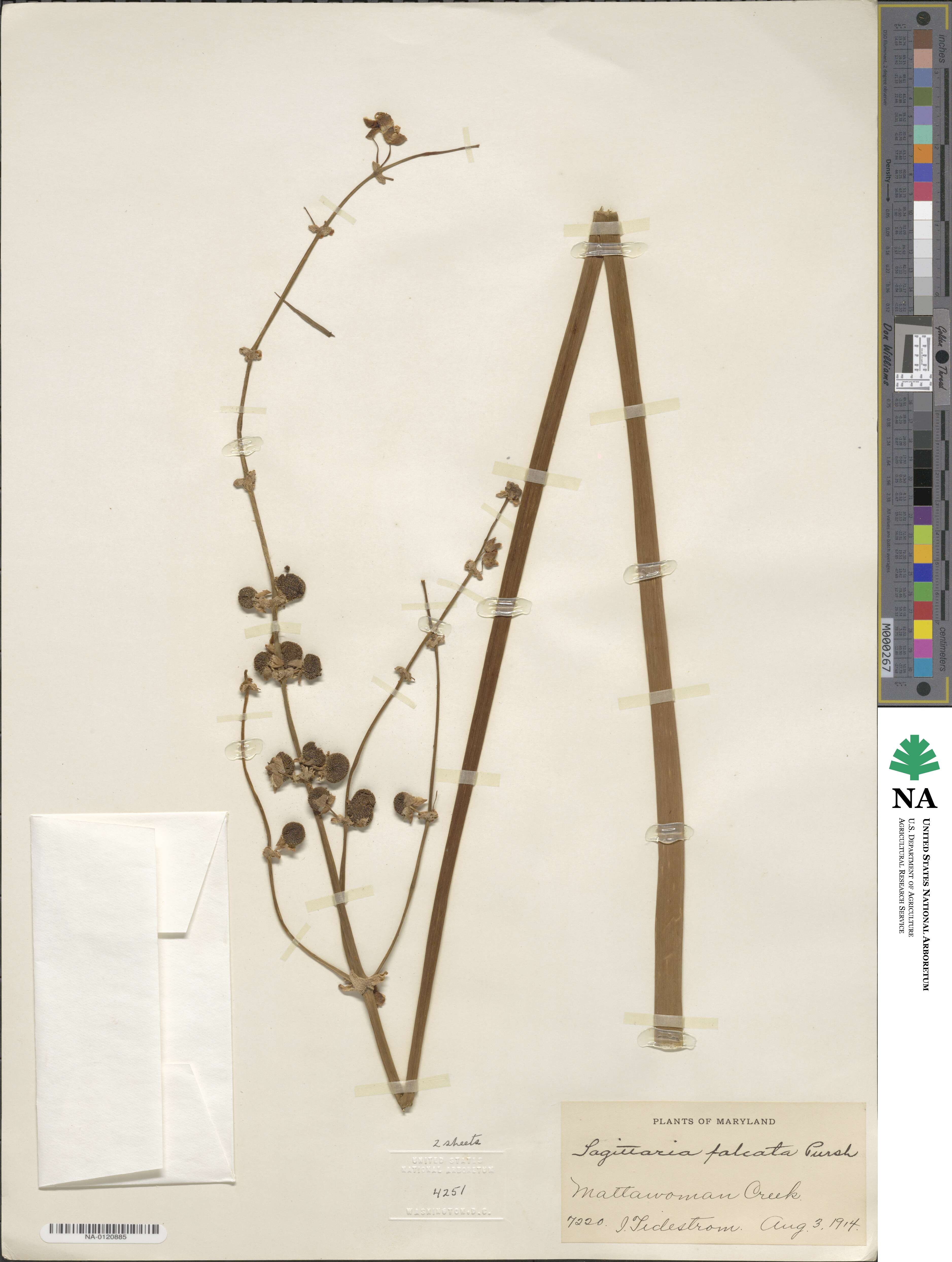 Sagittaria lancifolia image