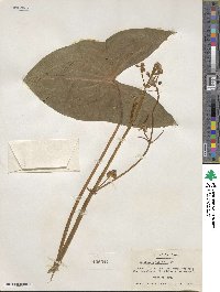 Sagittaria latifolia image