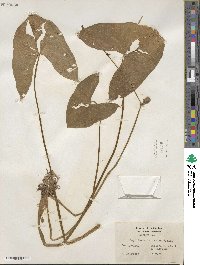 Sagittaria latifolia image