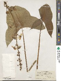 Sagittaria latifolia image