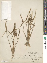 Sagittaria latifolia image