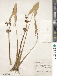 Sagittaria latifolia image