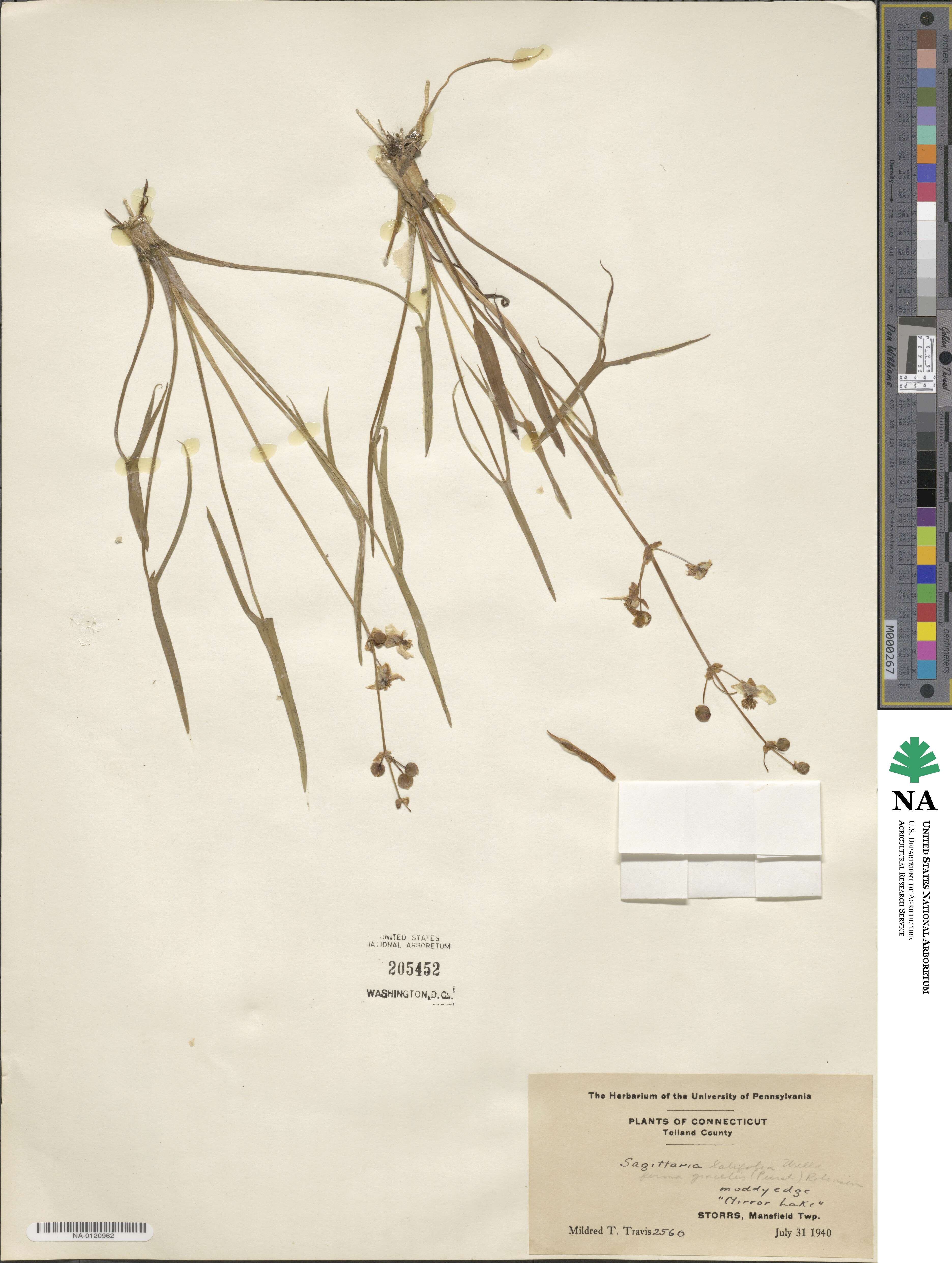 Sagittaria latifolia image