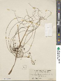 Sagittaria natans image