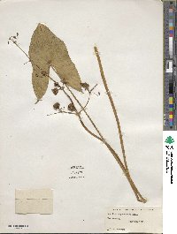 Sagittaria latifolia image