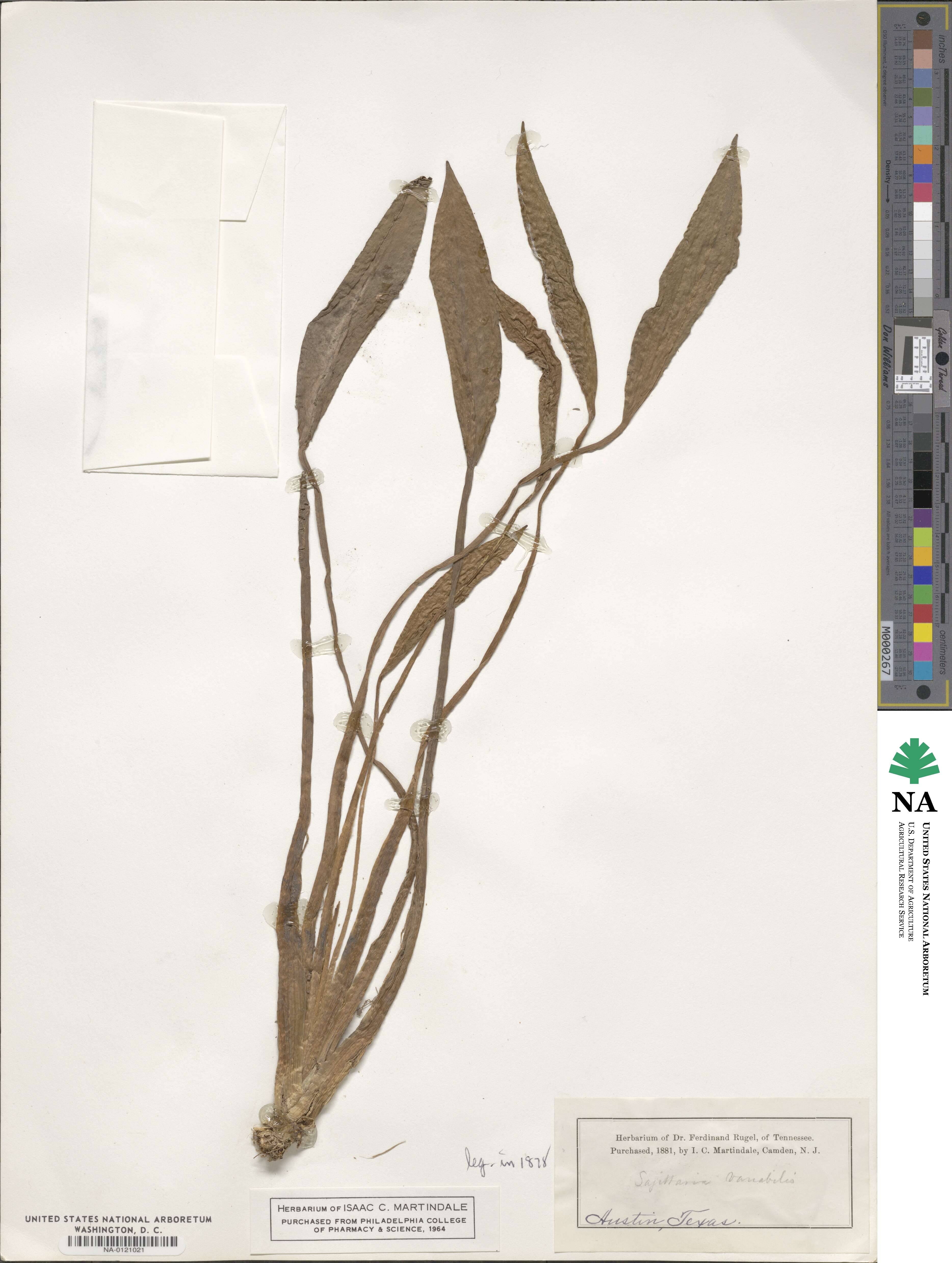 Sagittaria variabilis image
