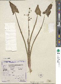 Sagittaria sagittifolia image