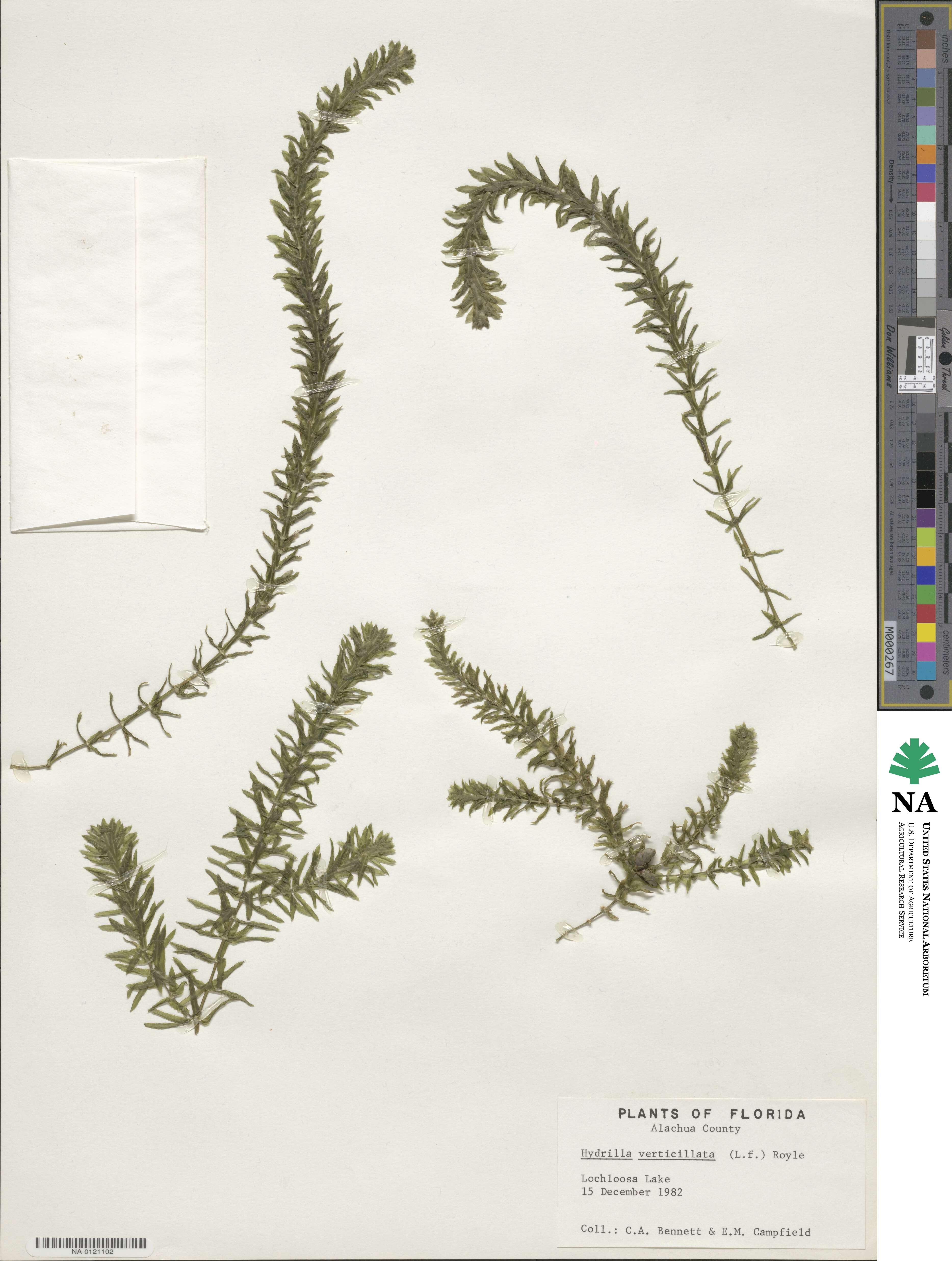 Hydrilla verticillata image