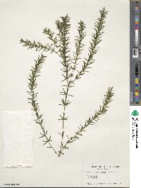 Hydrilla verticillata image