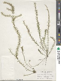 Hydrilla verticillata image