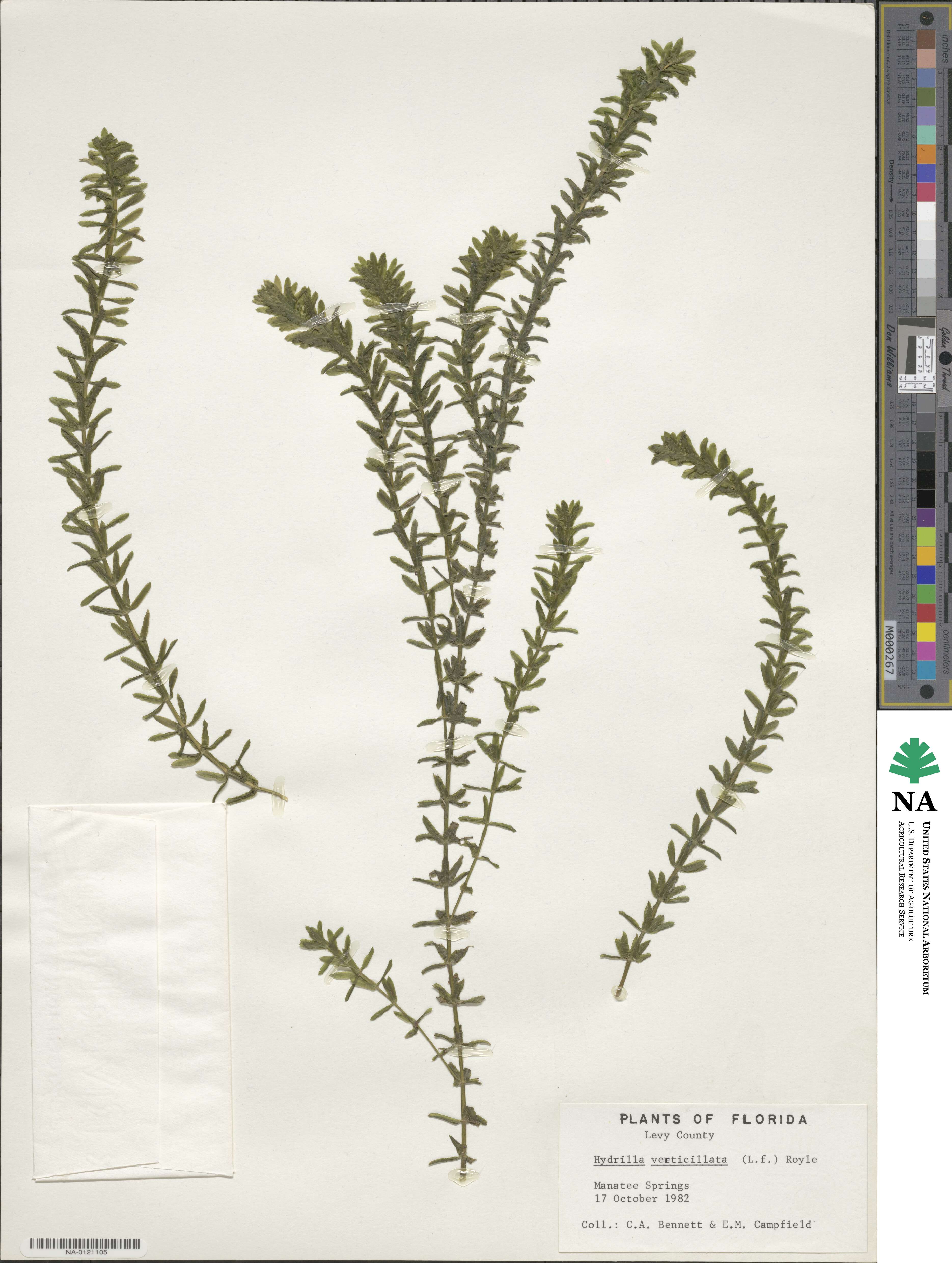 Hydrilla verticillata image