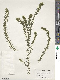 Hydrilla verticillata image