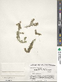 Elodea canadensis image