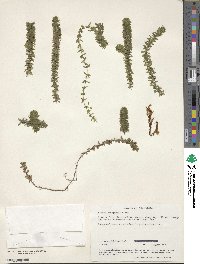 Elodea canadensis image