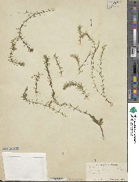 Elodea canadensis image