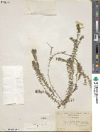 Elodea canadensis image