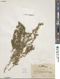 Elodea canadensis image