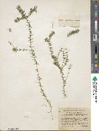 Elodea canadensis image