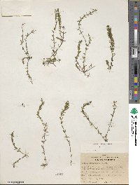 Elodea canadensis image